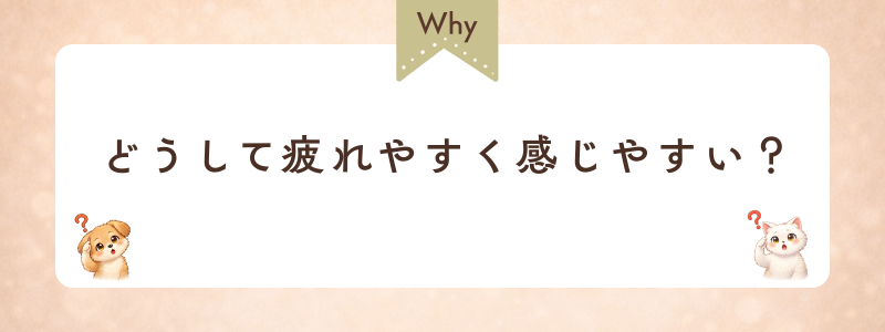 どうして疲れを感じやすいの?